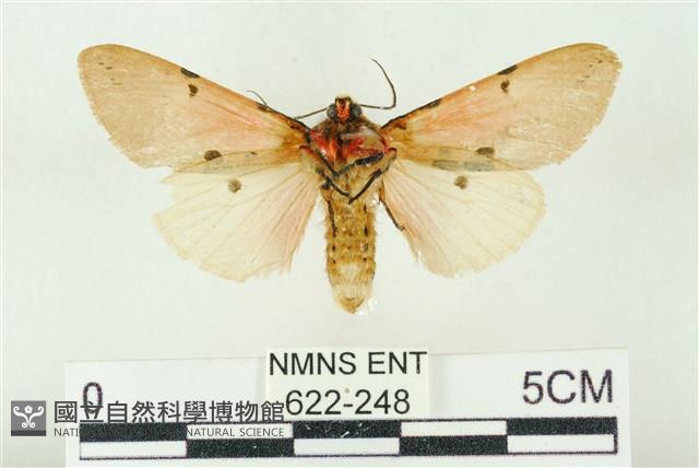 棍棒污燈蛾藏品圖，第2張