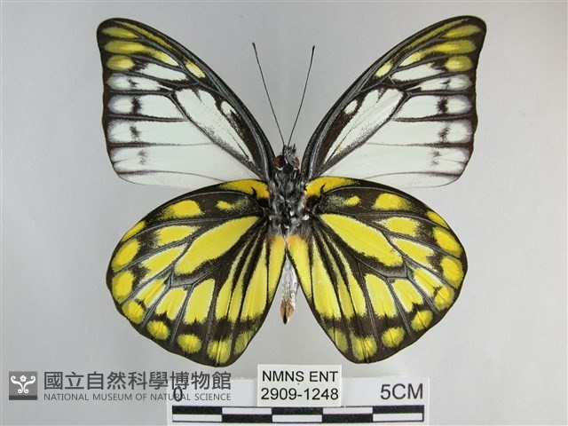 鋸粉蝶藏品圖，第2張