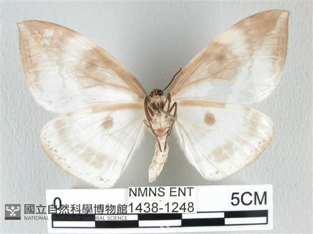 圓翅大鉤蛾藏品圖，第2張