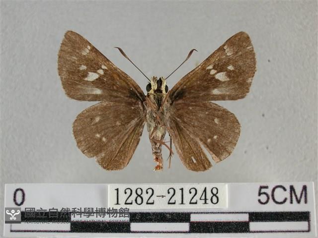 臺灣赭弄蝶藏品圖，第2張