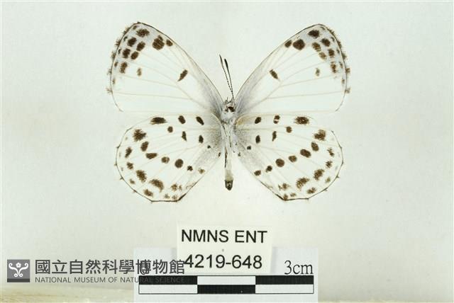 白雀斑灰蝶藏品圖，第2張