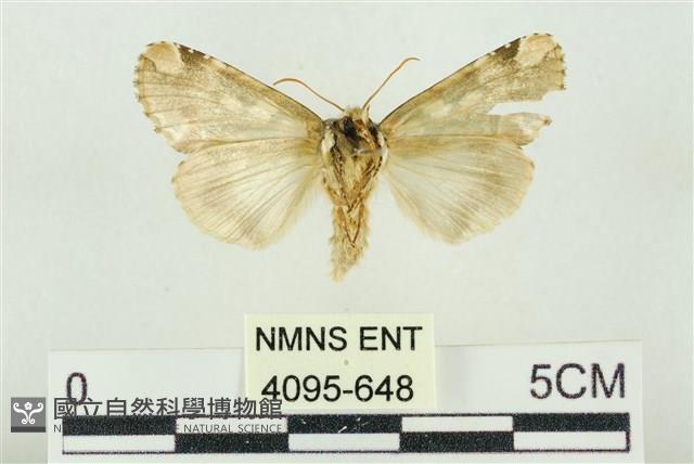 連珠波紋蛾藏品圖，第2張