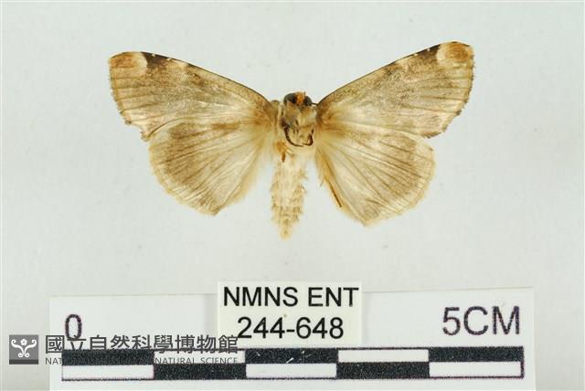 大斑波紋蛾藏品圖，第2張