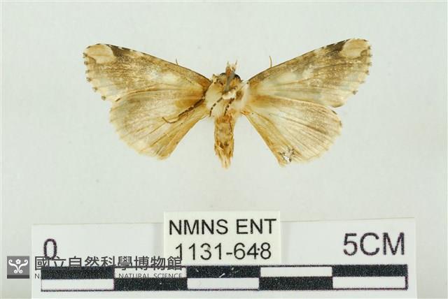 連珠波紋蛾藏品圖，第2張