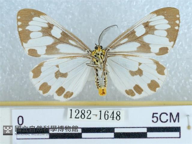 粉蝶燈蛾藏品圖，第2張