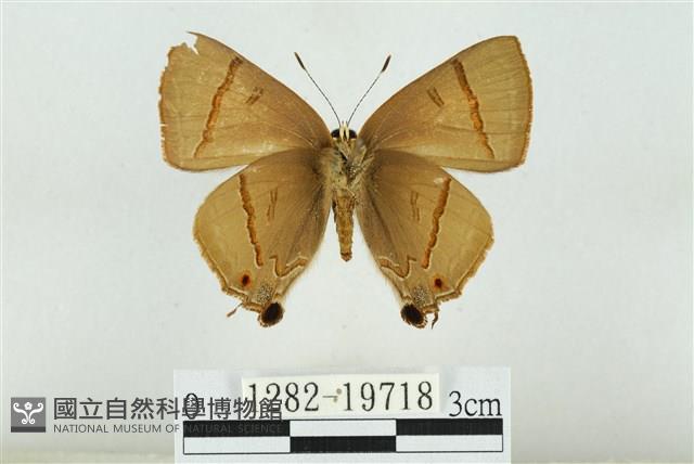霓彩燕灰蝶藏品圖，第2張