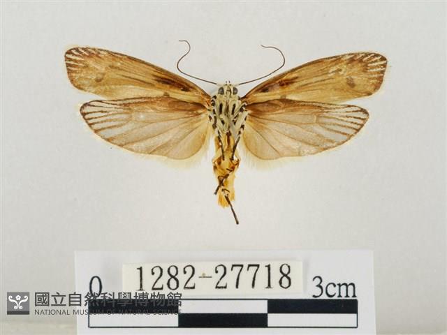 線紋篩蛾藏品圖，第2張