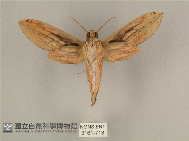 棕綠背線天蛾藏品圖，第2張
