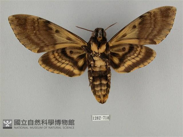 鬼臉天蛾藏品圖，第2張