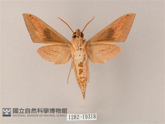 直翅斜紋天蛾藏品圖，第2張