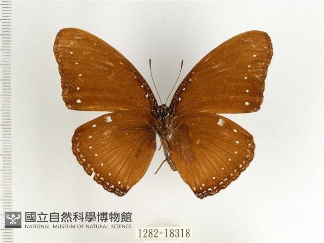 端紫幻蛺蝶藏品圖，第2張