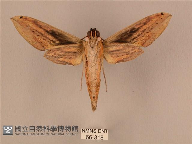 棕綠背線天蛾藏品圖，第2張