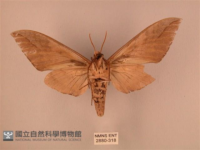 波紋豆天蛾藏品圖，第2張