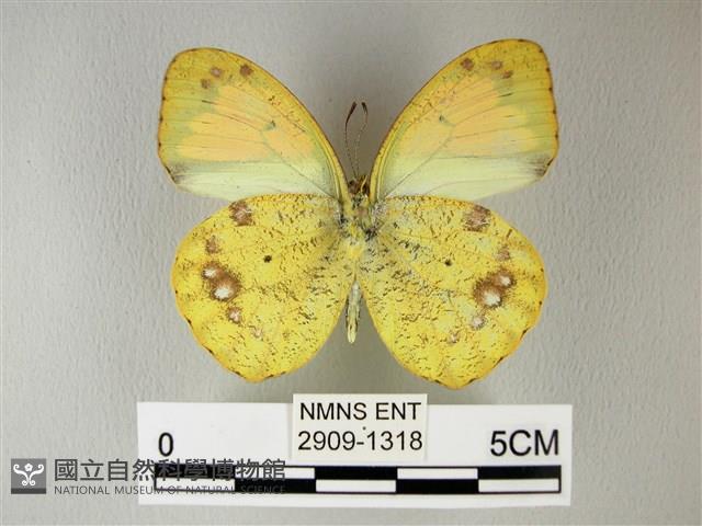 異粉蝶、雌白黃蝶藏品圖，第2張