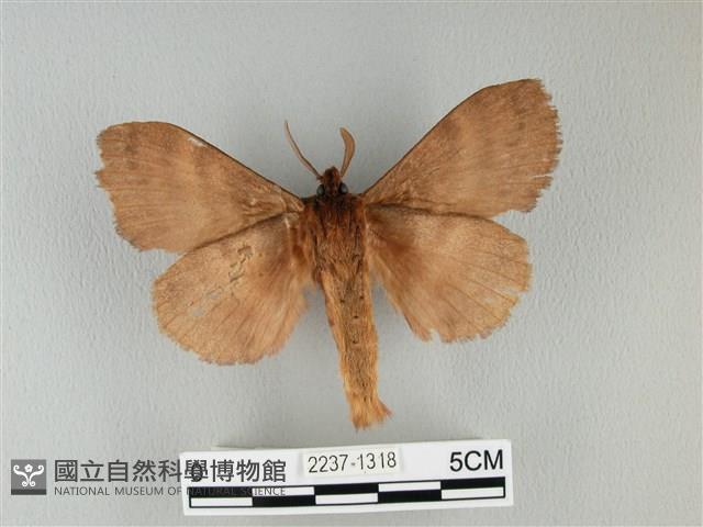 波紋枯葉蛾藏品圖，第2張