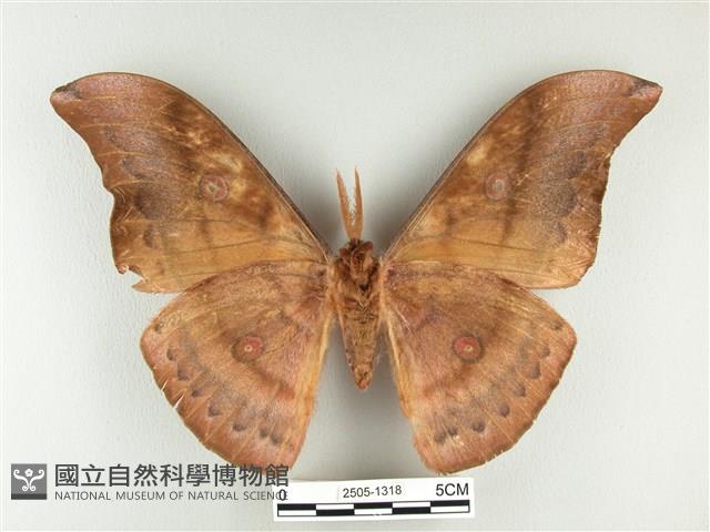 大透目天蠶蛾藏品圖，第2張