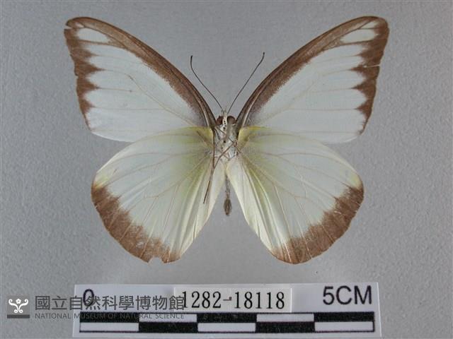 異色尖粉蝶藏品圖，第2張