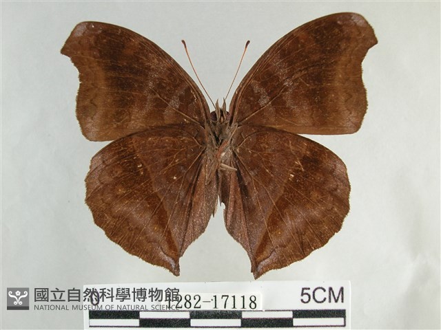黯眼蛺蝶藏品圖，第2張