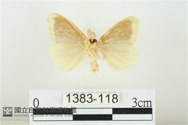 黑翅黃毒蛾藏品圖，第2張