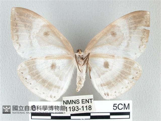 圓翅大鉤蛾藏品圖，第2張