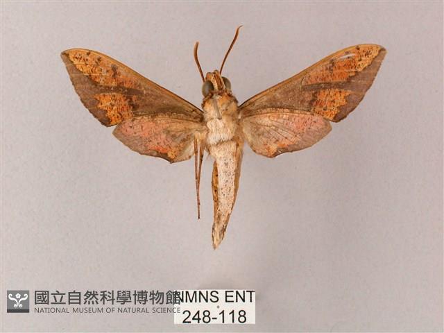 臺灣白肩天蛾藏品圖，第2張