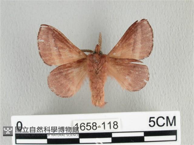 川邊氏枯葉蛾藏品圖，第2張