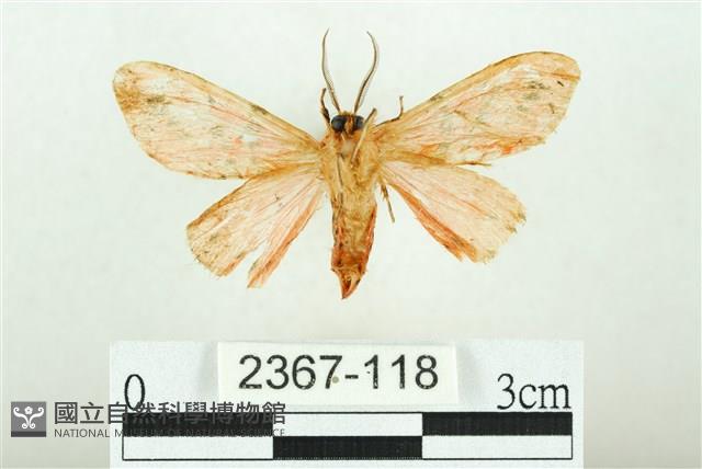 三條橙燈蛾藏品圖，第2張