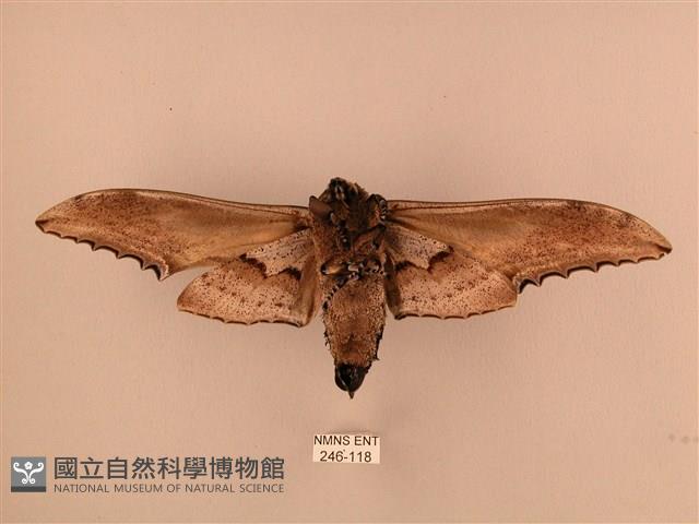 臺灣鋸翅天蛾藏品圖，第2張