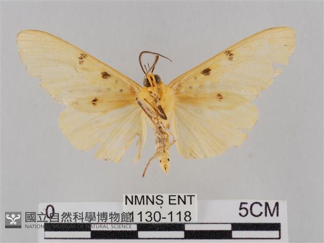 橙擬燈蛾藏品圖，第2張