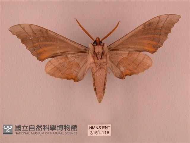 栗六點天蛾藏品圖，第2張