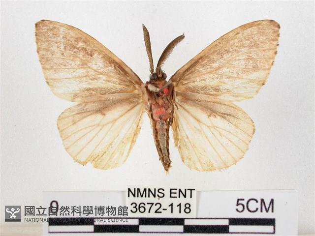 木毒蛾藏品圖，第2張