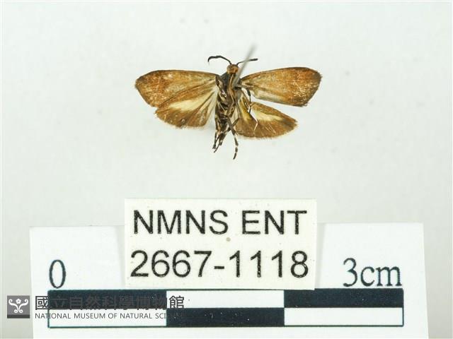 叉紋閃舞蛾藏品圖，第2張