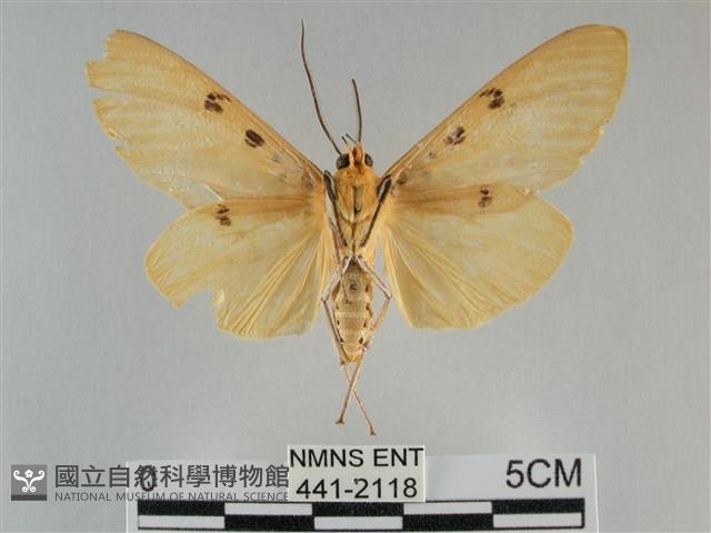 橙擬燈蛾藏品圖，第2張