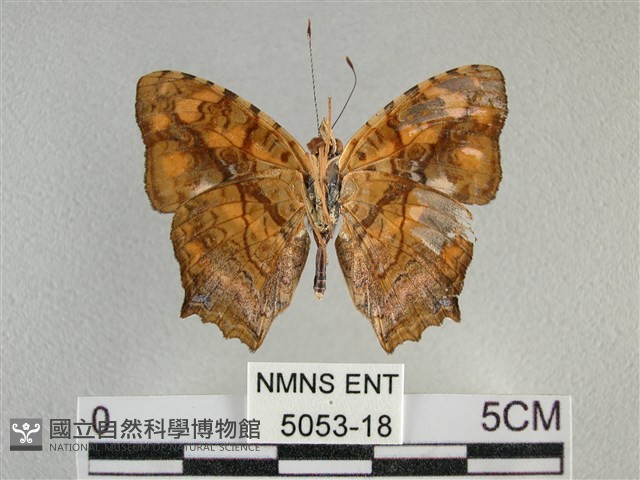 散紋盛蛺蝶藏品圖，第2張