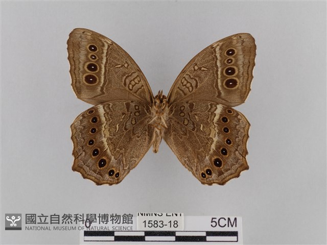 褐翅蔭眼蝶藏品圖，第2張