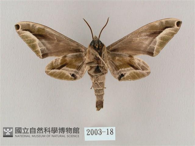 白點天蛾 藏品圖，第2張