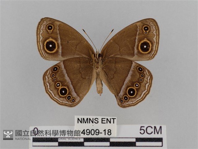 紫帶眉眼蝶藏品圖，第2張