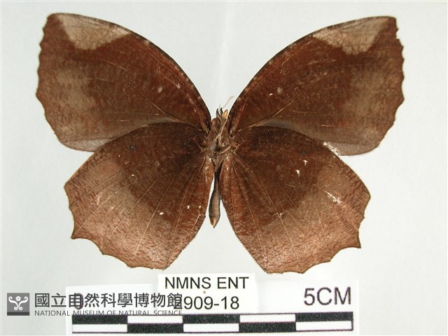 藍紋鋸眼蝶藏品圖，第2張