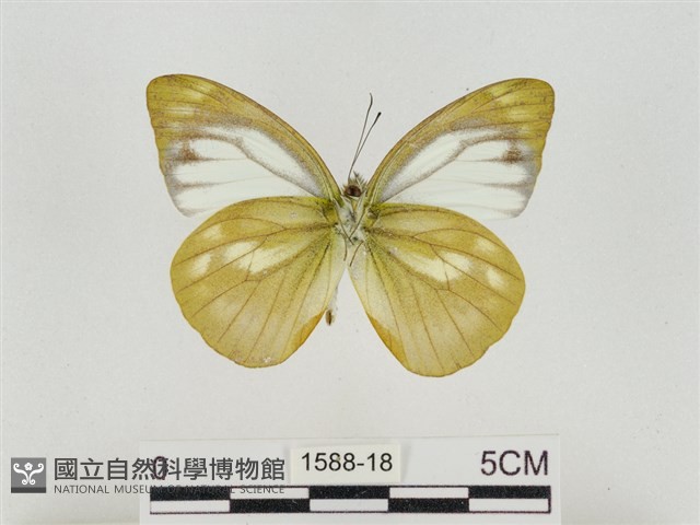 淡褐脈粉蝶藏品圖，第2張