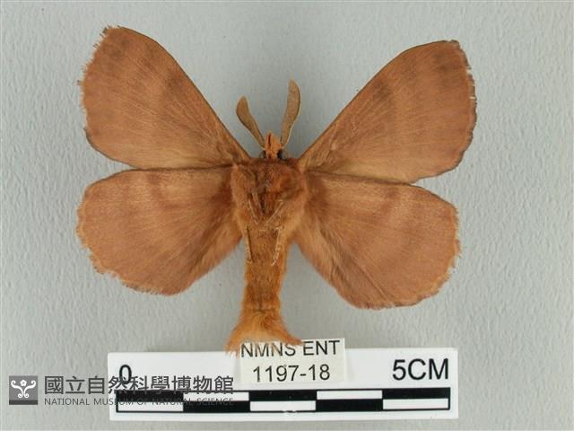 波紋枯葉蛾藏品圖，第2張