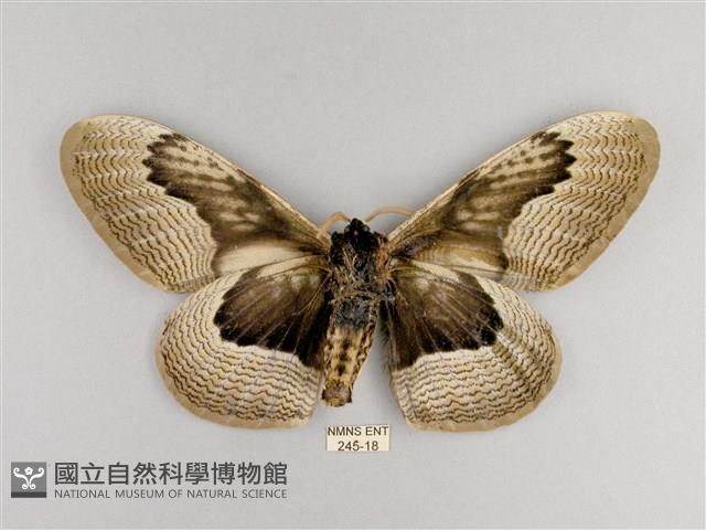 枯球籮紋蛾藏品圖，第2張