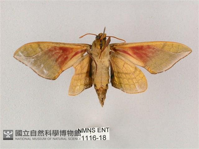 榆綠天蛾藏品圖，第2張