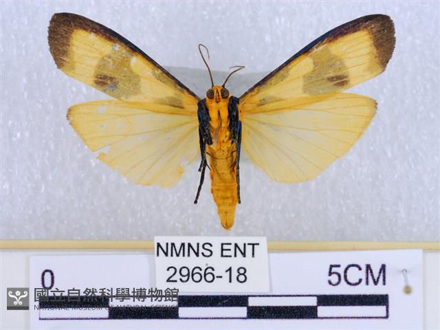 閃光苔蛾藏品圖，第2張