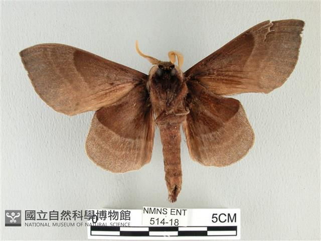 松大毛蟲藏品圖，第2張