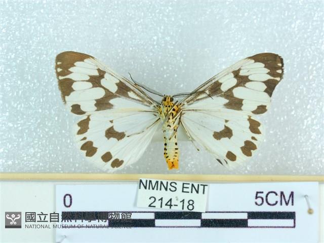 粉蝶燈蛾藏品圖，第2張