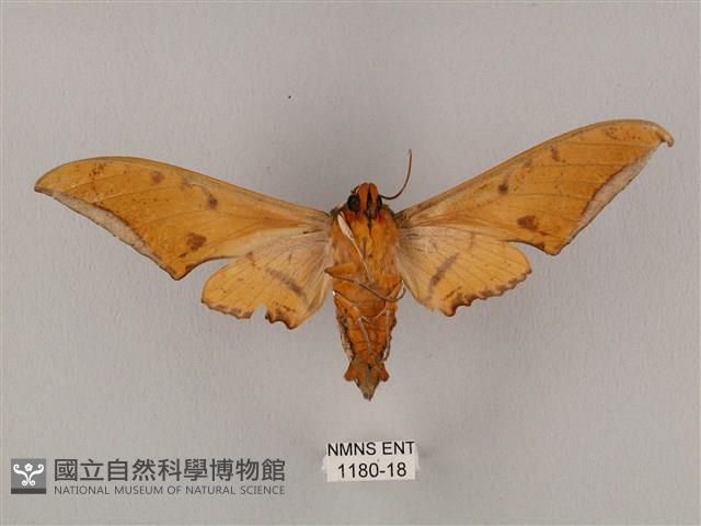 裂斑鷹翅天蛾藏品圖，第2張