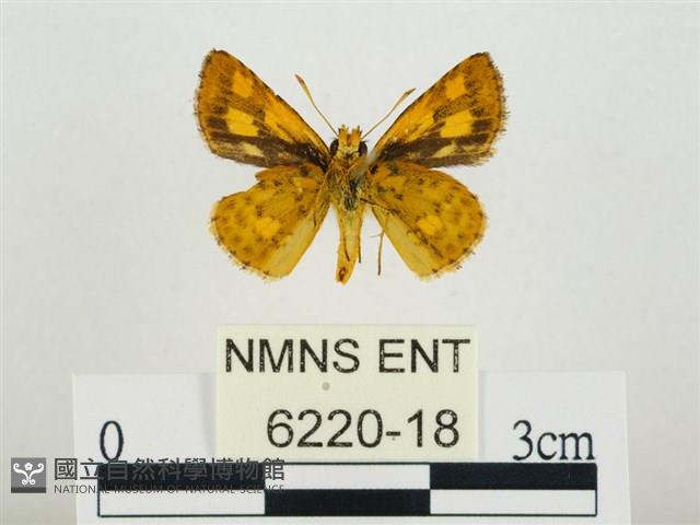 小黃星弄蝶藏品圖，第2張