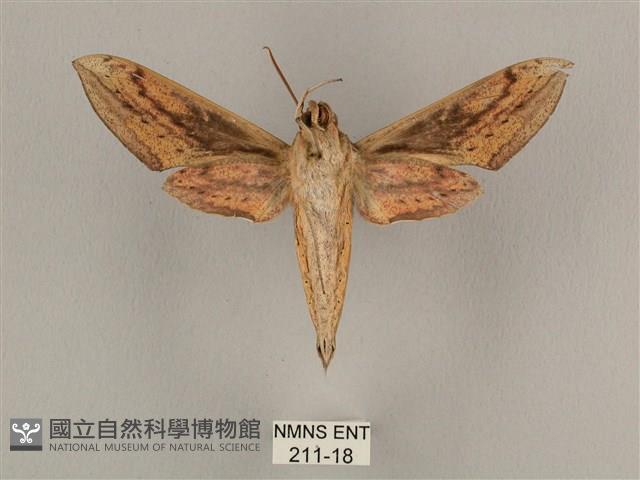 背線天蛾藏品圖，第2張