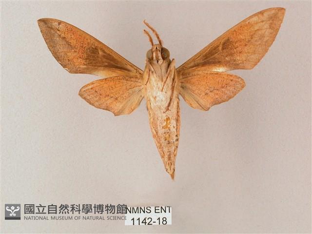 藏斜紋天蛾藏品圖，第2張