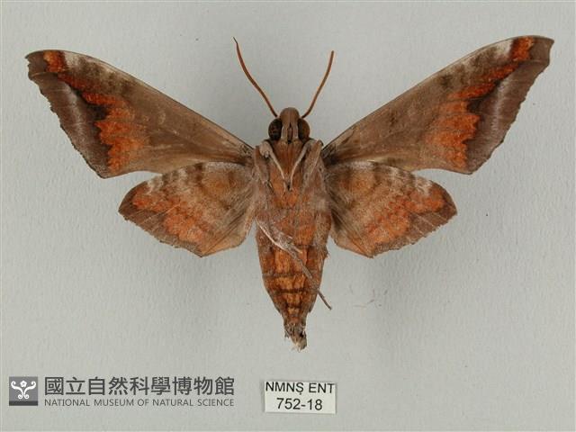 全緣缺角天蛾藏品圖，第2張